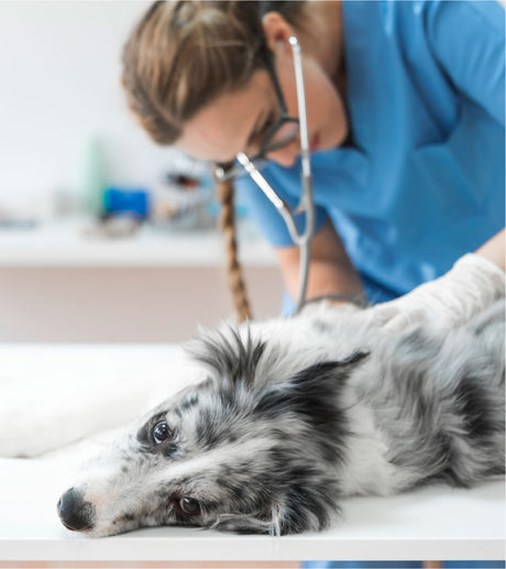 Veterinaria